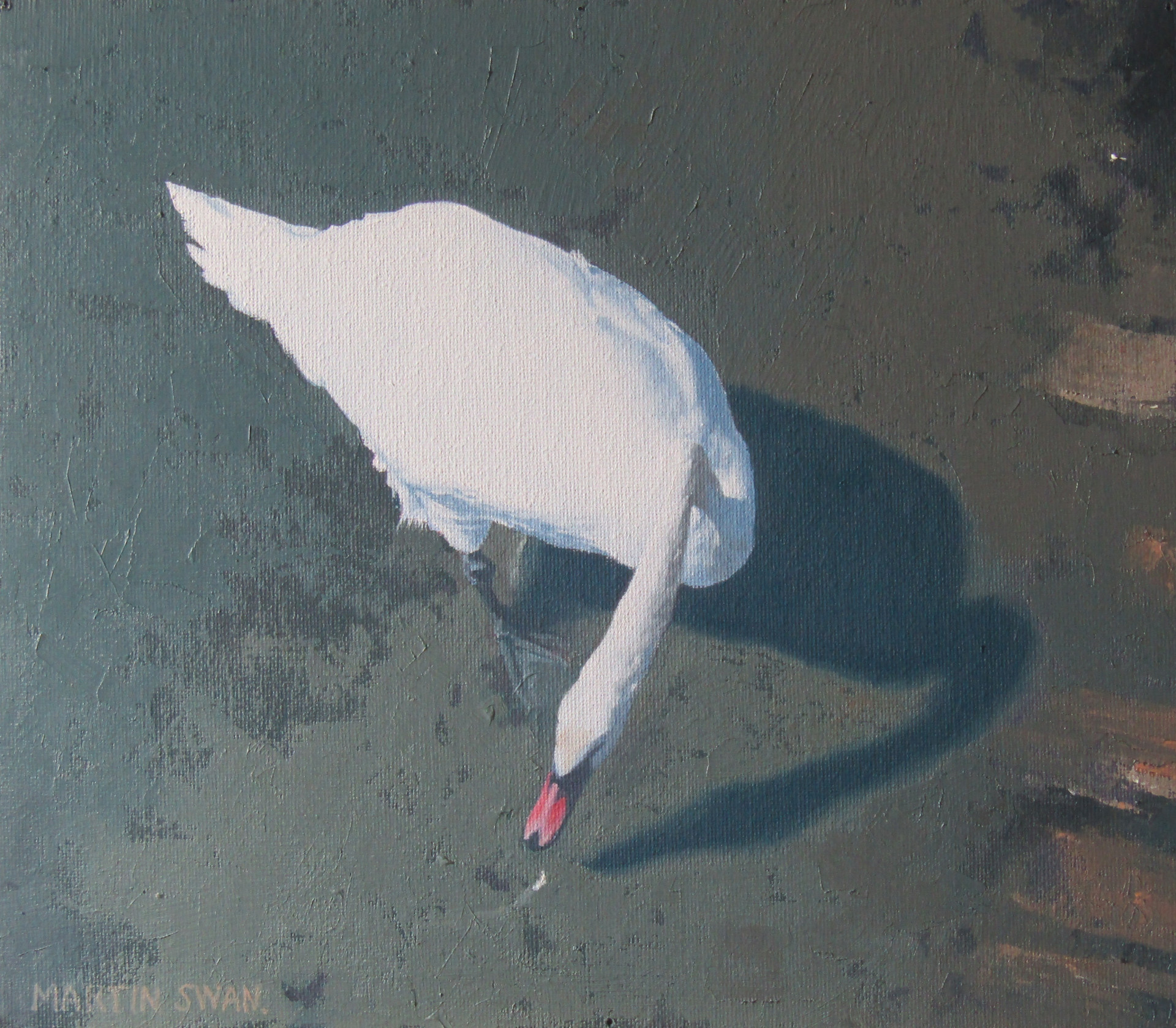 a square image, the background of which is textured grey marl or mud. Diagonally across the image from top left to bottom right is a white swan. The swan is viewed from above and the beak and head are in the bottom right corner